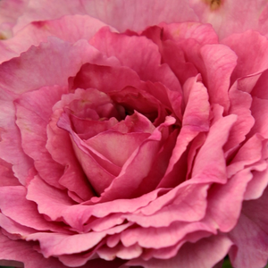 Szkółka róż - róże rabatowe floribunda - różowy  - Rosa  Csíkszereda - róża bez zapachu - Márk Gergely - Odmiana o wyszukanym, bladoróżowym kolorze i pełnych kwiatach, która nieprzerwanie rozkwita. Dzięki wysokim, krzewistym kształcie krzewu nadaje się do sadzenia osobno.